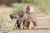 Ethiopian hamadryas baboon (Papio hamadryas hamadryas) couple sitting, Ethiopia