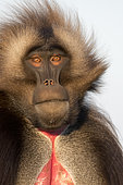 Portrait of Gelada (Theropithecus gelada) male, Debre Libanos area, Ethiopia