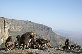 Gelada (Theropithecus gelada) group, Debre Libanos area, Ethiopia