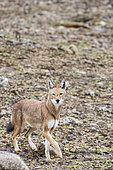 Simian jackal (Canis simensis) hunting, Bale Mountain Park, Ethiopia,