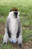 Green monkey (Chlorocebus aethiops) sitting in the grass, Ethiopia,