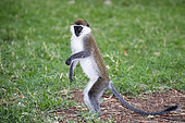 Green monkey (Chlorocebus aethiops) standing in the grass, Ethiopia,