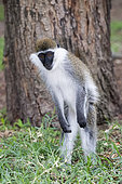 Green monkey (Chlorocebus aethiops) standing in the grass, Ethiopia,