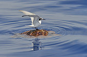 Loggerhead sea turtle (Caretta caretta) swimming under the surface of the ocean. Marine bird (Sterna hirundo) resting on turtle shell. . It is also used to feed on parasites. Tenerife, Canary Islands