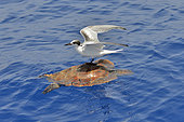 Loggerhead sea turtle (Caretta caretta) swimming under the surface of the ocean. Marine bird (Sterna hirundo) resting on turtle shell. It is also used to feed on parasites. Tenerife, Canary Islands