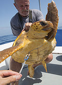 Loggerhead sea turtle (Caretta caretta). A turtle that has swallowed a nylon with a hook. Longline fishing. Tenerife, Canary Islands.