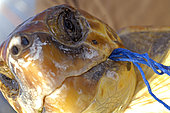 Loggerhead sea turtle (Caretta caretta). Turtle that has swallowed a nylon, the same goes out for the anus. After surgery, he was able to remove it. Tenerife, Canary Islands.
