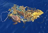 Loggerhead sea turtle (Caretta caretta). Turtle got entangled with garbage. Many of them are dead, this one was alive. It is not a question of a local problem, is universal. Tenerife, Canary Islands.