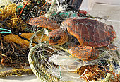 Loggerhead sea turtle (Caretta caretta). Turtle got entangled with garbage. Many of them are dead, this one was alive. It is not a question of a local problem, is universal. Tenerife, Canary Islands.