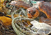Loggerhead sea turtle (Caretta caretta). Turtle got entangled with garbage. Many of them are dead, this one was alive. It is not a question of a local problem, is universal. Tenerife, Canary Islands.