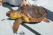 Loggerhead sea turtle (Caretta caretta) . A turtle that has swallowed a nylon with a hook. Longline fishing. Tenerife, Canary Islands.