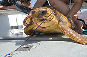 Loggerhead sea turtle (Caretta caretta). A turtle that has swallowed a nylon with a hook. Longline fishing. Tenerife, Canary Islands.