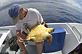 Loggerhead sea turtle (Caretta caretta) . Sampling, turtle inventory (coordinates, weight, measurement, ...).Tenerife, Canary Islands