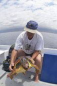Loggerhead sea turtle (Caretta caretta) . Sampling, turtle inventory (coordinates, weight, measurement, ...).Tenerife, Canary Islands
