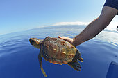 Loggerhead sea turtle (Caretta caretta) . Release of a young turtle. Sampling, turtle inventory (coordinates, weight, measurement, photo identification,...).Tenerife, Canary Islands.