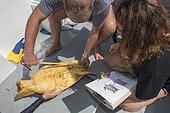 Loggerhead sea turtle (Caretta caretta) . Sampling, turtle inventory (coordinates, weight, measurement, photo identification,...).Tenerife, Canary Islands