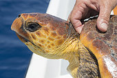 Loggerhead sea turtle (Caretta caretta) . Sampling, turtle inventory (coordinates, weight, measurement, photo identification,...).Tenerife, Canary Islands