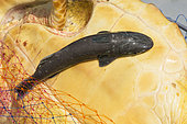 Common remora (Remora remora) on loggerhead sea turtle (Caretta caretta). Sampling, turtle inventory (coordinates, weight, measurement, photo identification,...). Species epibiontes that usually accompany the loggerhead turtle. According to their relationship is mutualism or parasitism.).Tenerife, Canary Islands
