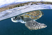 Green sea turtle (Chelonia mydas) swimming under the surface of the ocean. Coast de Adeje, Tenerife. Canary Islands