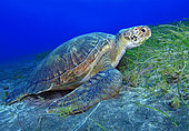 Green sea turtle (Chelonia mydas) eating seagrass (Cymodocea nodosa). Tenerife, Canary Islands.