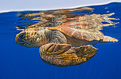Loggerhead sea turtle (Caretta caretta) swimming under the surface of the ocean. Tenerife, Canary Islands