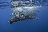 Young Humpback whale (Megaptera novaeangliae) hugging its mother, Kingdom of Tonga
