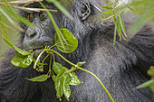 Young mountain gorilla (Gorilla gorilla berengei) looks through leaves, Rwanda