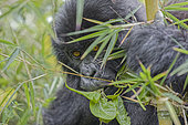 Young mountain gorilla (Gorilla gorilla berengei) looks through leaves, Rwanda