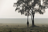 Silhouette of a Giraffe (Giraffa camelopardalis) in the bush misty, Kenya