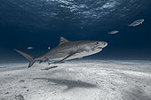 Tiger shark (Galeocerdo cuvier) swimming on a sandy bottom - Bahamas
