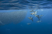 Common Dolphins (Delphinus delphis) hunting a shoal of sardines, Corsica, France