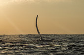 Humpback whale (Megaptera novaeangliae) rising its fin with sunrise, Arctic