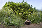 Badger (Meles meles) Young badger scratching , England, Spring
