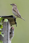 House sparrow (Passer domesticus) Chick waiting for food at the entrance of the nest box, England, Spring