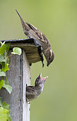 House sparrow (Passer domesticus) Female sparrow feeding her young, England, Spring