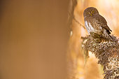 Eurasian pygmy owl (Glaucidium passerinum) on larch, France