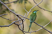 Little Green Bee-Eater (Merops orientalis) on a branch, Tadoba Park, India
