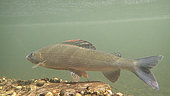 European grayling (Thymallus thymallus), Thur river, Haut-Rhin, Alsace, France