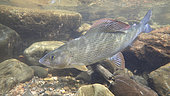 European grayling (Thymallus thymallus), Thur river, Haut-Rhin, Alsace, France