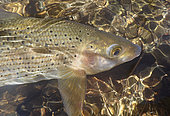 European grayling (Thymallus thymallus), Thur river, Haut-Rhin, Alsace, France
