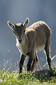 Young Ibex (Capra ibex) on rock, Creux du Van, Jura, Switzerland