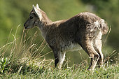 Young Ibex (Capra ibex) on rock, Creux du Van, Jura, Switzerland
