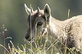 Portrait of young Ibex (Capra ibex) on rock, Creux du Van, Jura, Switzerland