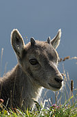 Portrait of young Ibex (Capra ibex) on rock, Creux du Van, Jura, Switzerland