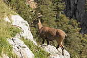 Ibex (Capra ibex) on rock, Creux du Van, Jura, Switzerland