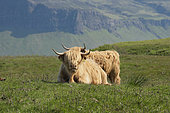 lHighland Cows, Mull Island, Scotland