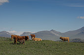 lHighland Cows, Mull Island, Scotland
