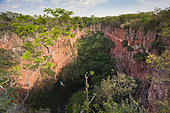 Buraco das Araras (Sinkhole of the Macaws) with Red and Green Macaw or Green-winged Macaw (Ara chloropterus) in flight, Mato Grosso do Sul, Brazil, South America