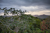 Rainforest canopy at sunrise viewed from Canopy Tower, Soberanía National Park, Panama, Central America.