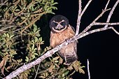 Tawny-browed Owl (Pulsatrix koeniswaldiana) photographed in Sooretama, Espírito Santo - Brazil.
